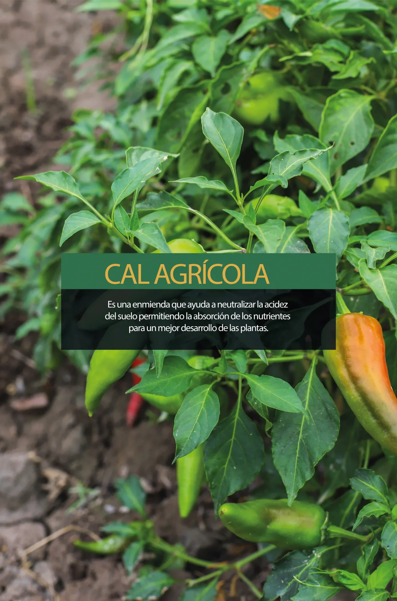 Cal Agrícola Biormin: Solución Poderosa para Suelos Ácidos
